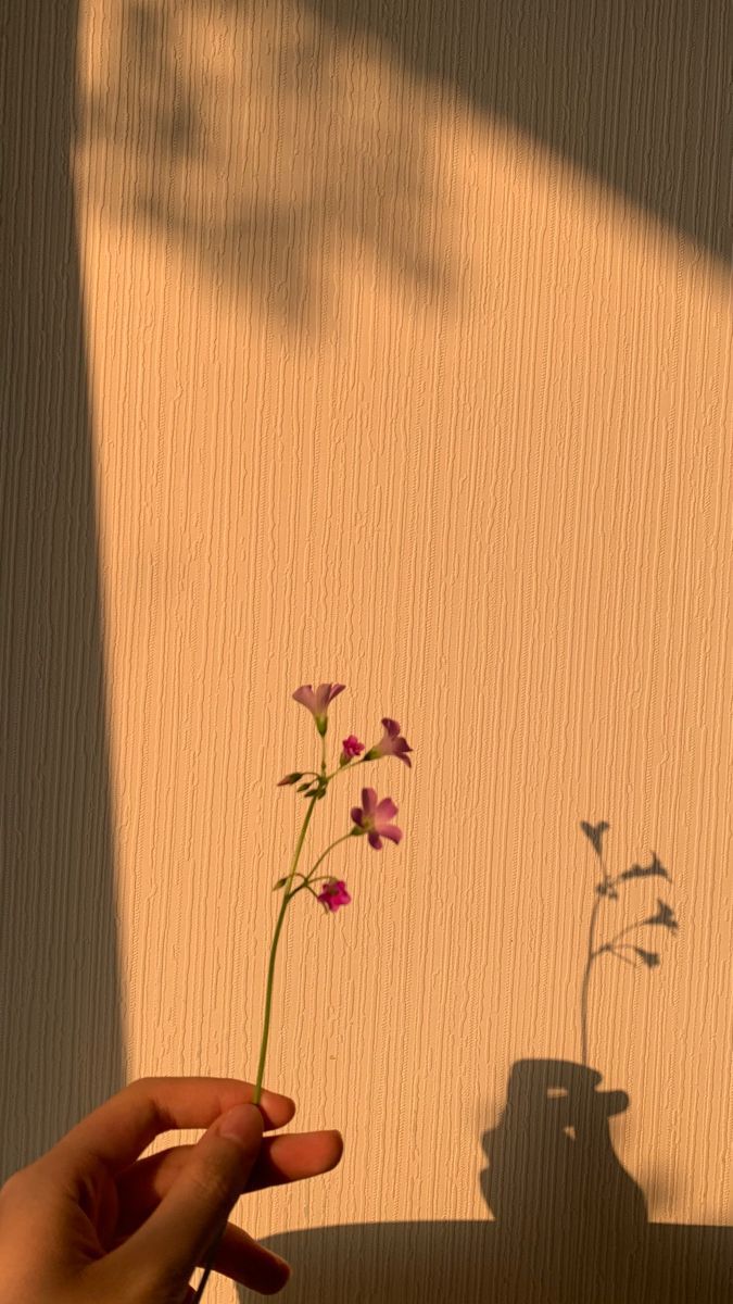 a person holding a flower in their hand with the shadow of a wall behind them