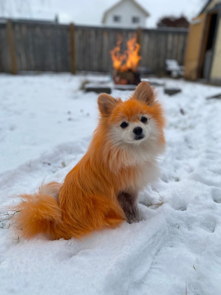 a small orange dog sitting in the snow