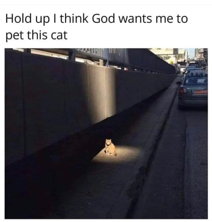 a cat sitting on the side of a road next to a wall with text that reads if video games have taught me anything, this cat has a side quest to offer me