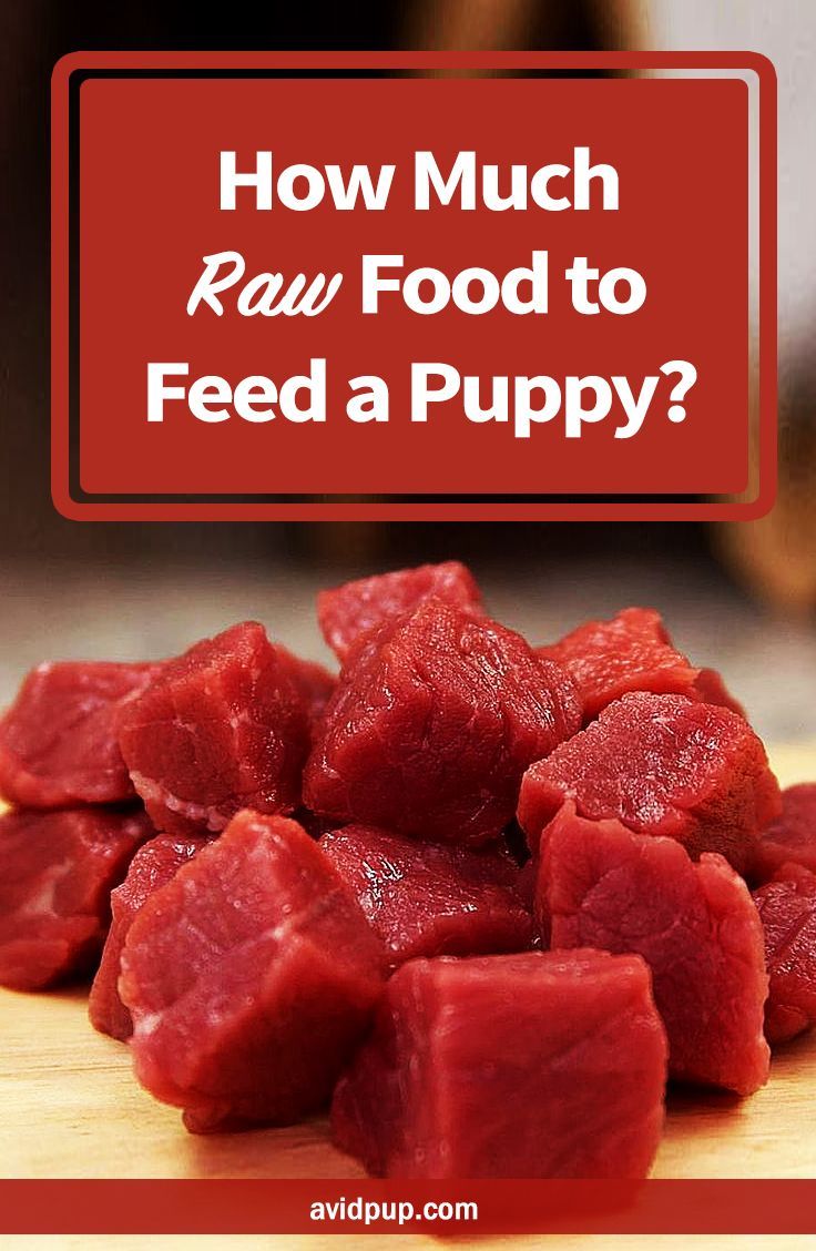 how much raw food to feed a puppy?