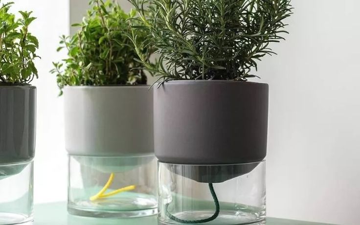 three potted plants sitting on top of a green table next to each other in glass vases