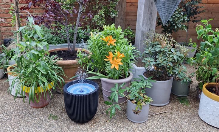 many potted plants are sitting on the ground