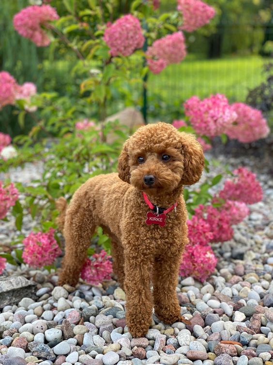 a brown poodle standing in front of pink flowers