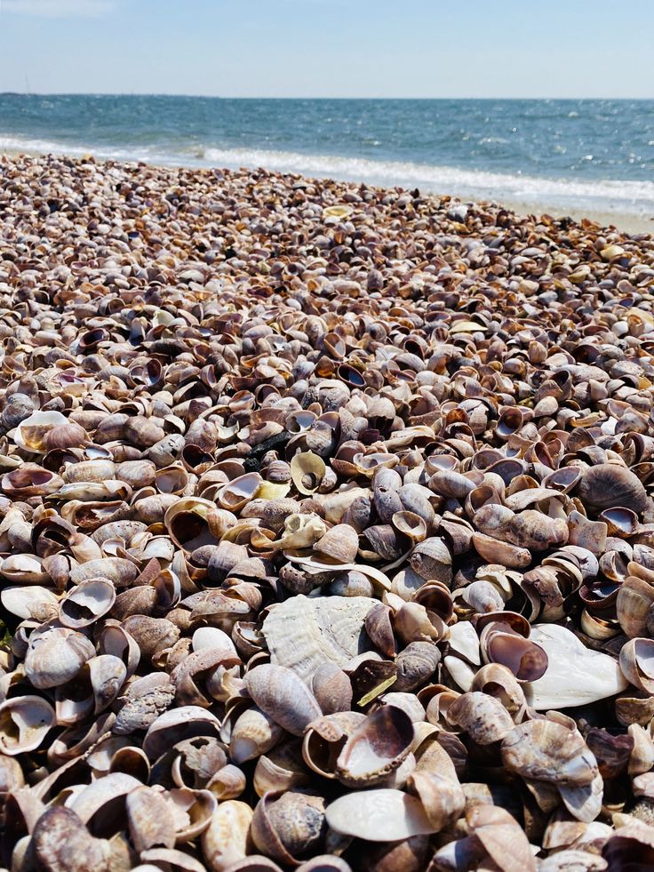 many shells are on the beach near the water