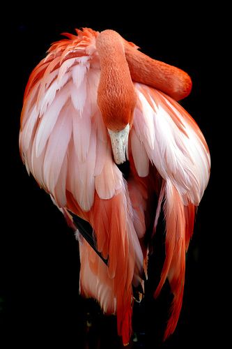 an orange and white bird with its wings spread out, standing on a black background