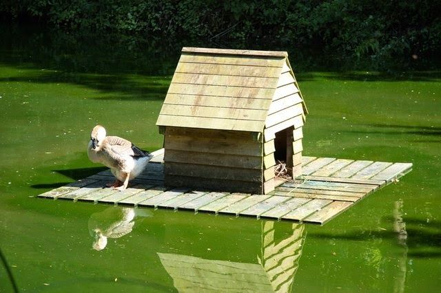 there is a duck that is standing on the dock in the water and looking at the birdhouse