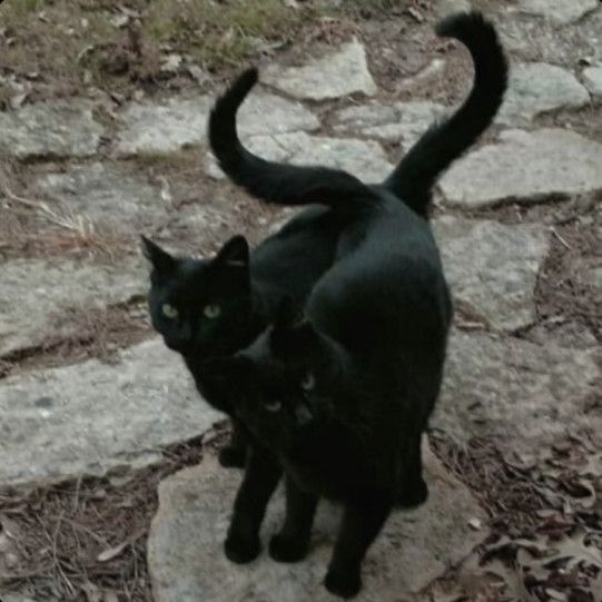 two black cats are standing on some rocks