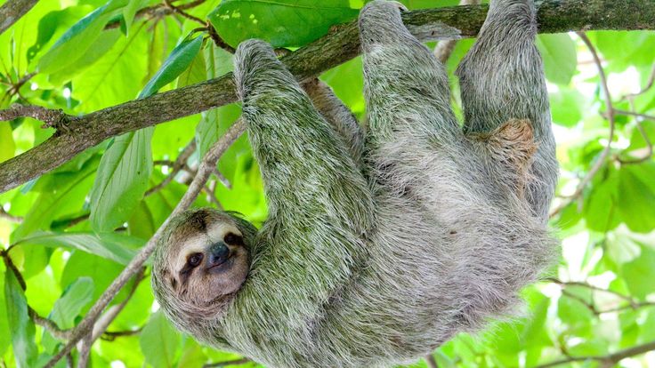 a sloth hanging upside down on a tree branch