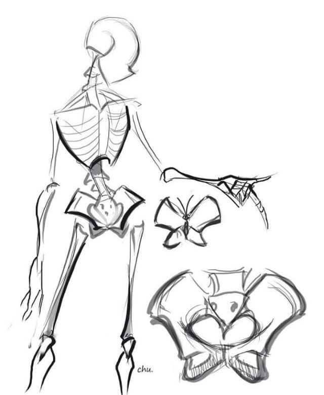 a drawing of a female skeleton and some other things in the process of being drawn