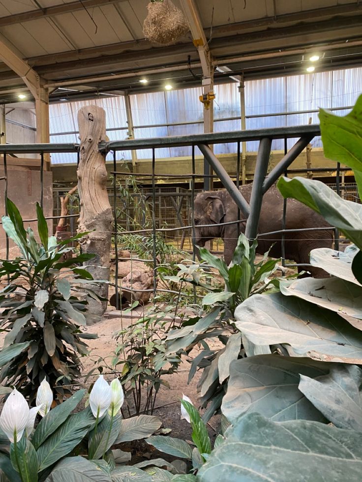 an elephant is in its pen at the zoo