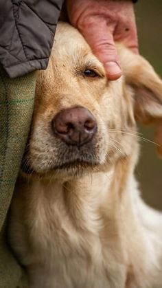 a dog is being petted by its owner