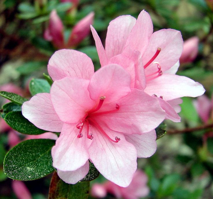 a pink flower with green leaves in the foreground