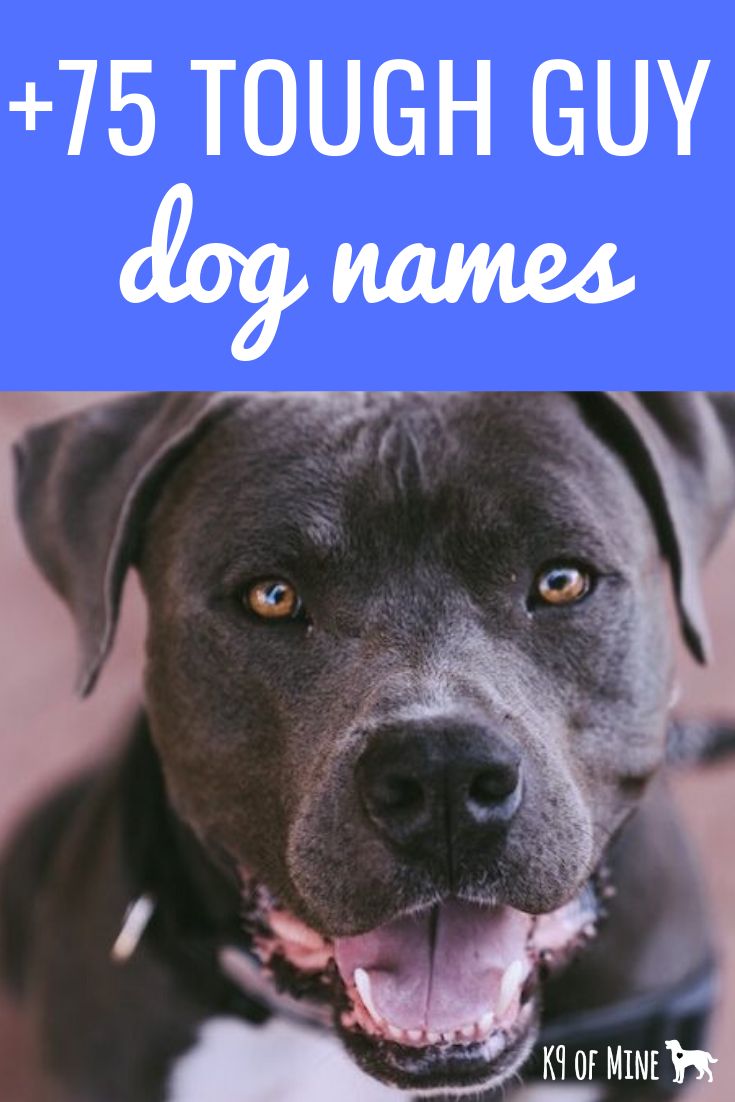 a black and white dog with the words 75 tough guy dog names