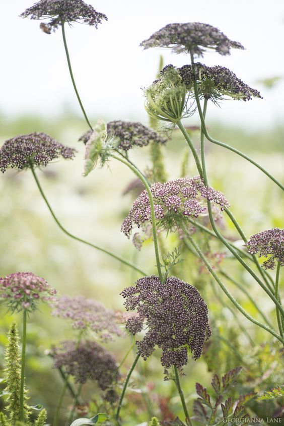 some very pretty purple flowers in the grass