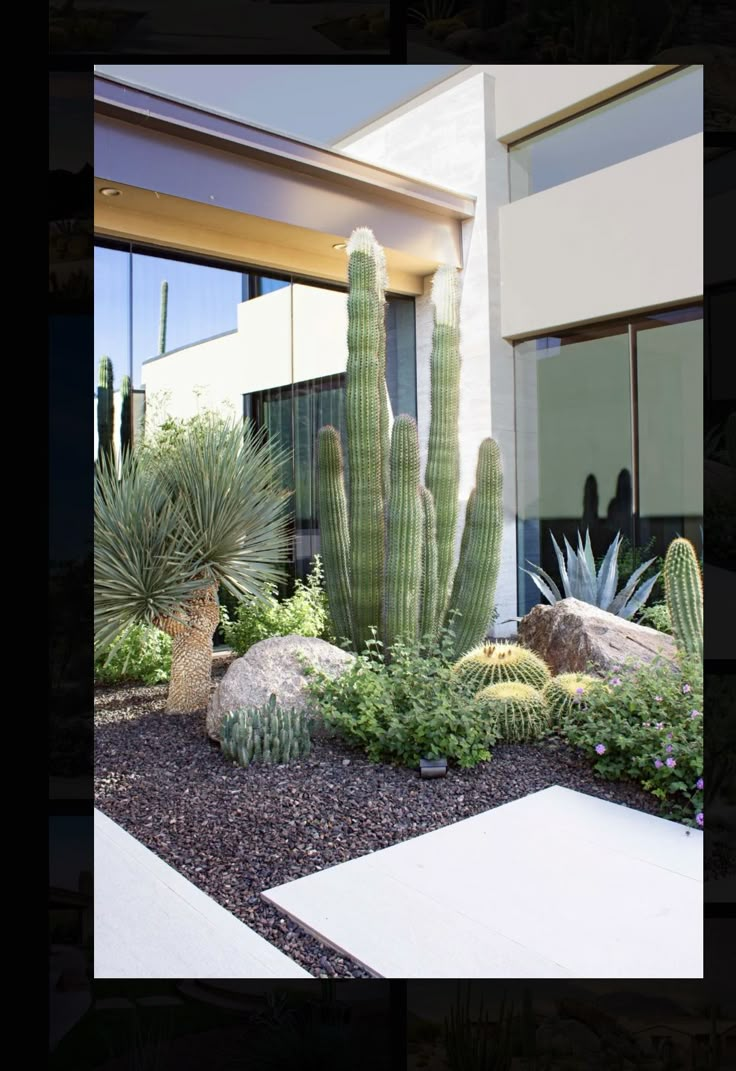 a large cactus in front of a building with rocks and plants on the ground next to it