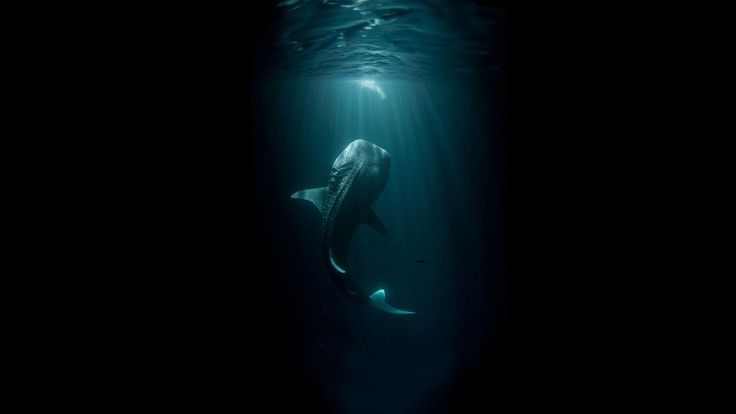 a whale swims under the water at night