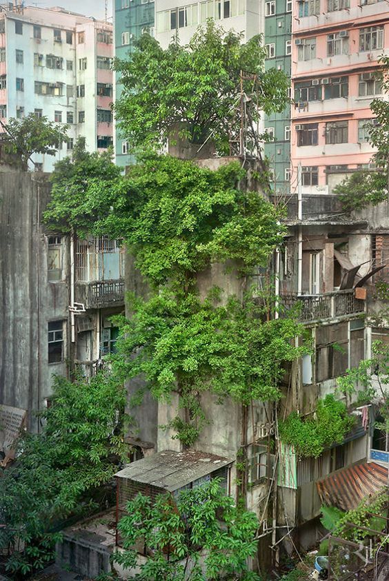 an old building with lots of trees growing out of it's windows and balconies