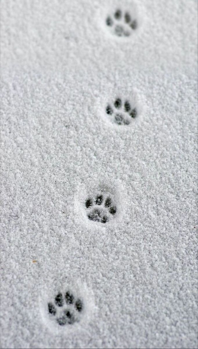 two paw prints are shown in the snow