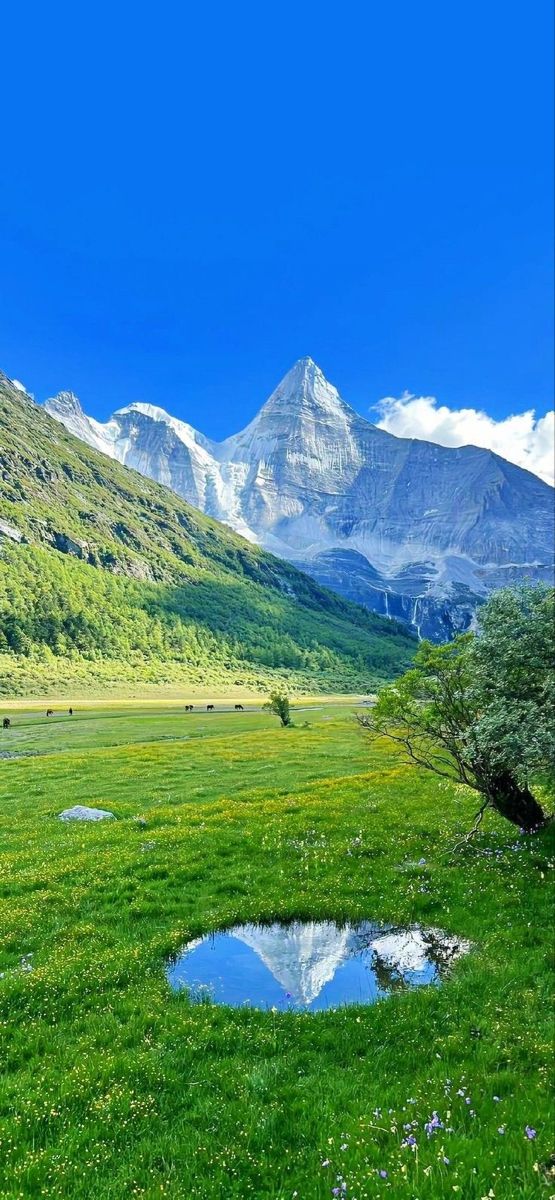 there is a small pond in the middle of a grassy field with mountains in the background