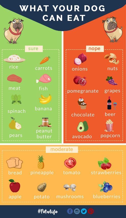 What Foods Can My Dog Eat? What Can My Dog Eat, What Dogs Cant Eat Chart, What Food Can Dogs Eat, Dog Foods They Can Eat, What Dogs Can And Can’t Eat, Foods That Dogs Can Eat, Food That Dogs Can Eat, Health Dog Food Recipes, What Can Dogs Eat And Not Eat