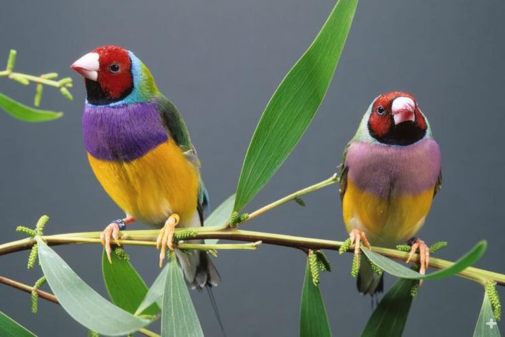 two colorful birds perched on top of green leaves