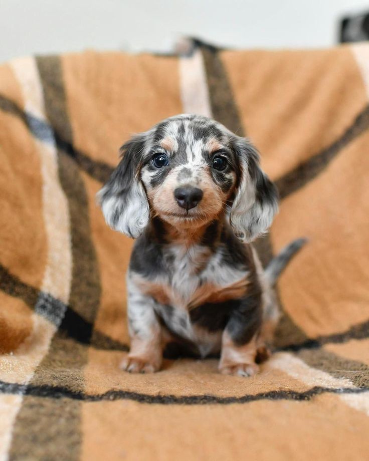 a small dog sitting on top of a blanket