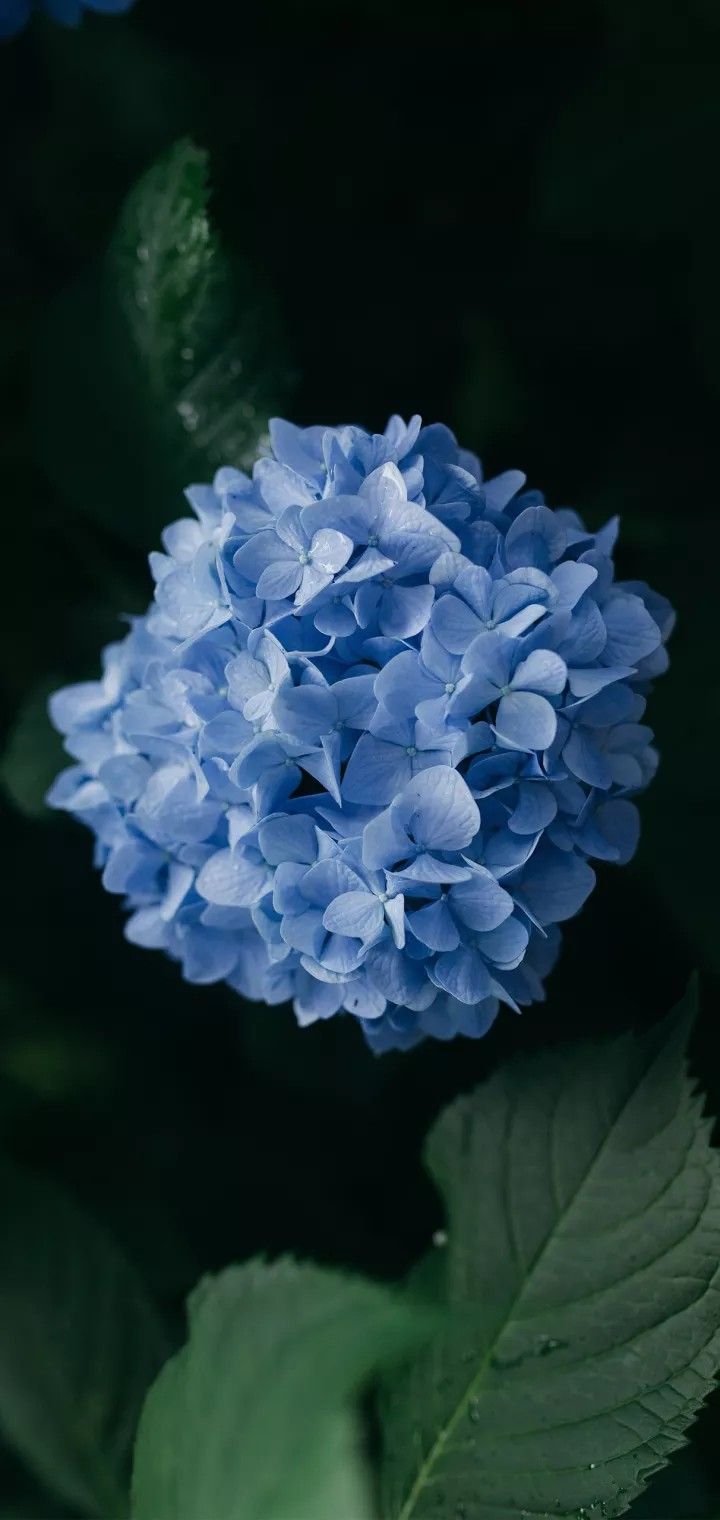 a blue flower with green leaves in the foreground and on the back ground is a dark background