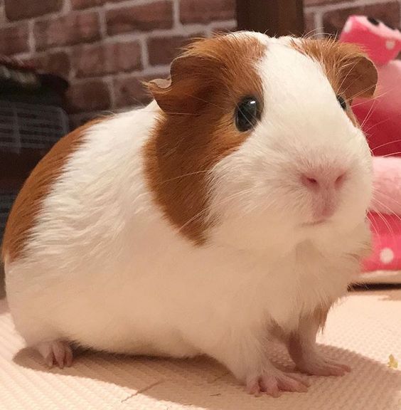 a brown and white guinea pig sitting on top of a table