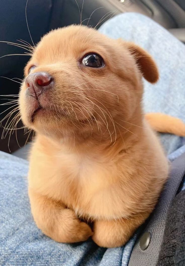 a small brown dog sitting on top of a person's lap