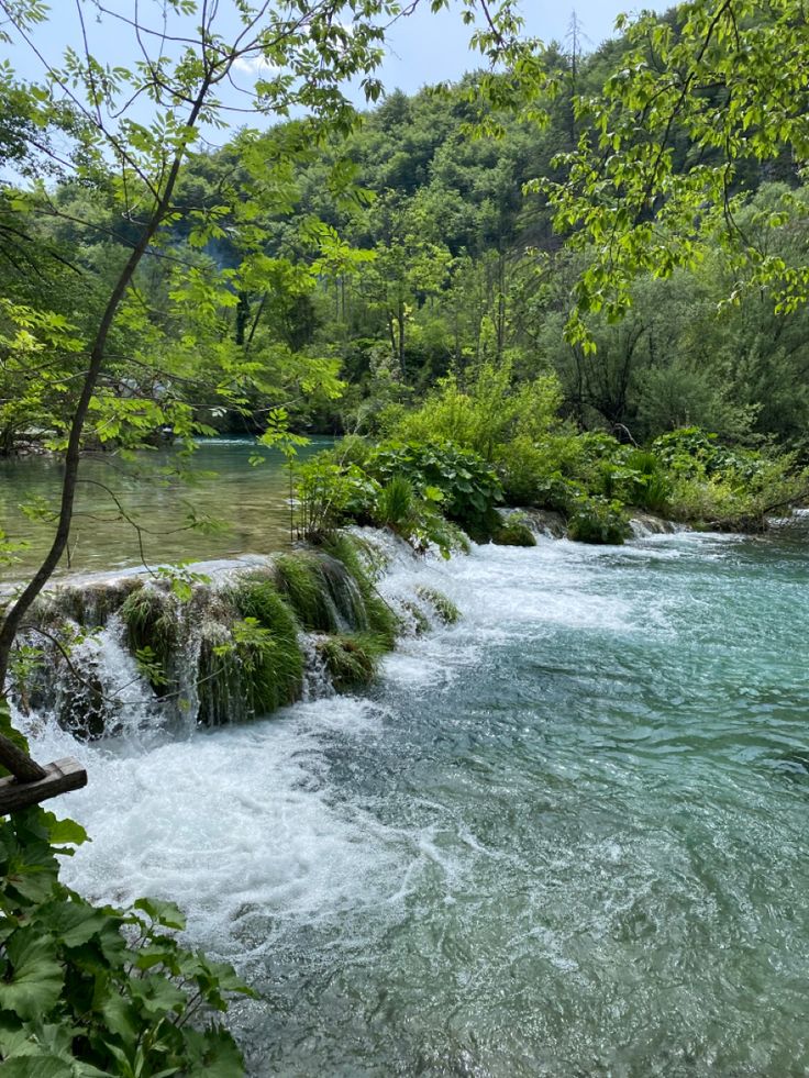 a river running through a lush green forest filled with lots of trees and water flowing down it's sides