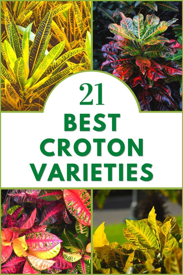 21 Croton Varieties Types Of Croton Plants, Croton Garden Landscapes, Crotons Plants Landscaping Ideas, Croton Plant Care Indoor, Crotons Plants Landscaping, Croton Plant Outdoor Landscaping, Croton Plant Indoor, Croton Varieties, Gold Dust Croton