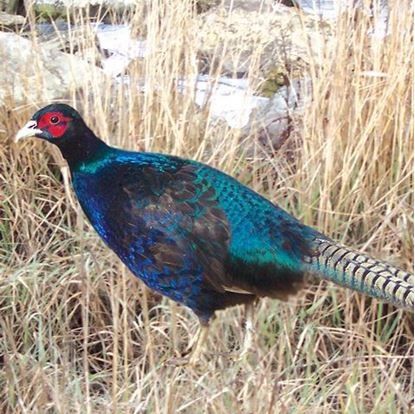 a blue and black bird standing in tall grass next to some dry grass on the ground