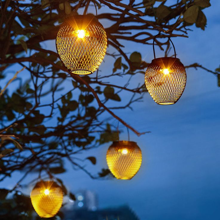 some lights hanging from a tree in the evening