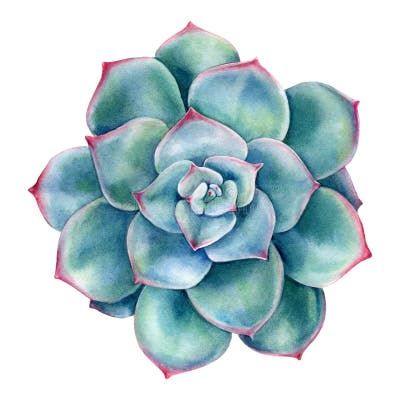 a watercolor painting of a green and red succulent