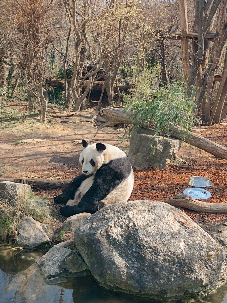 a panda bear sitting on top of a rock next to a body of water with trees in the background