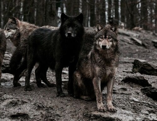 three wolfs standing on the ground in front of some trees and rocks with one looking at the camera