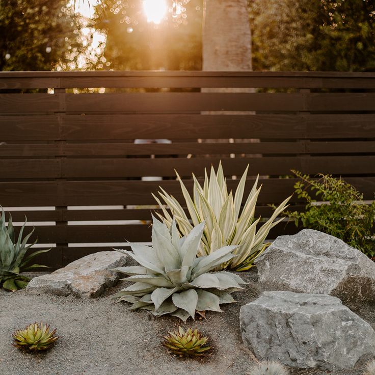 some plants and rocks in front of a wooden fence with the sun shining behind them