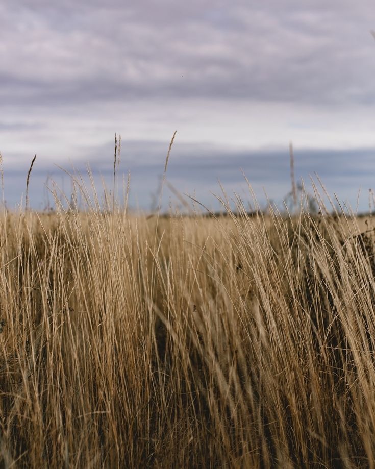 the tall grass is ready to be picked up