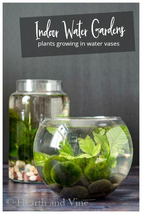 an indoor water garden with plants growing in water vases and rocks on the table