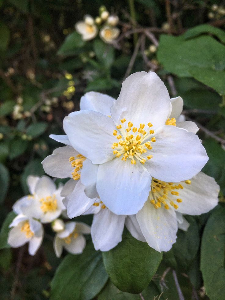 white flowers with yellow stamens and green leaves