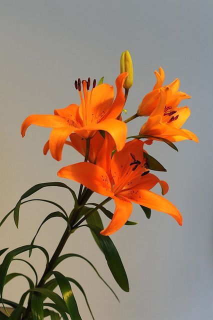 orange lilies are in a vase with green leaves on the bottom and yellow flowers at the top