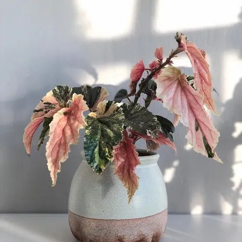 a white vase with pink and green flowers in it on a table next to a wall