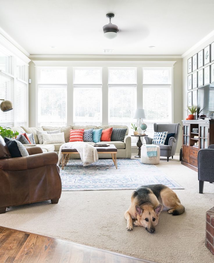 a dog laying on the floor in front of a living room with couches and windows