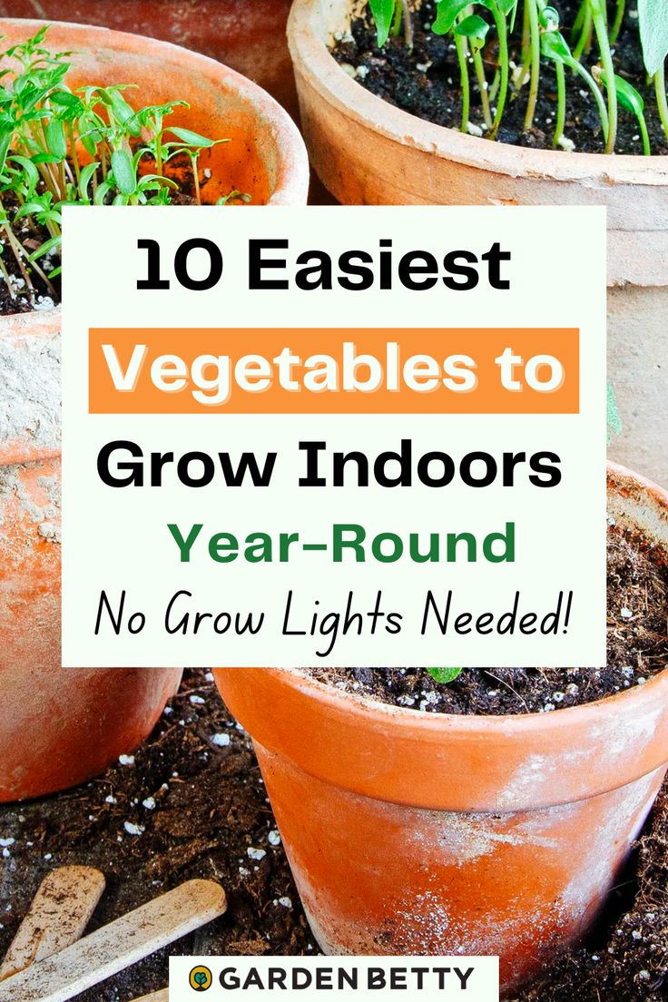 several potted plants with the words 10 easy vegetables to grow indoors year - round