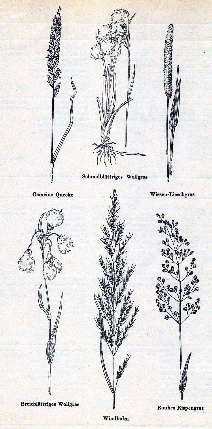 four different types of wildflowers are shown in this page from the book,