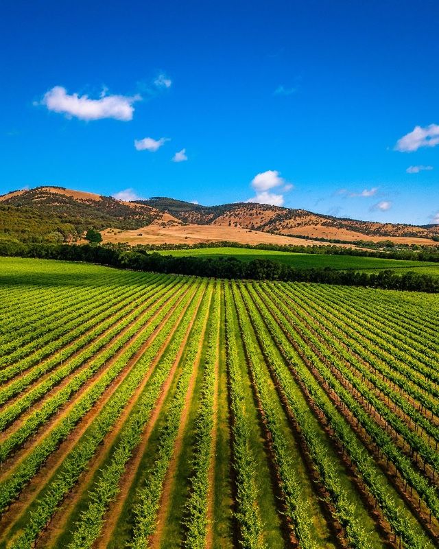 an aerial view of a farm field with rows of crops in the foreground and mountains in the background