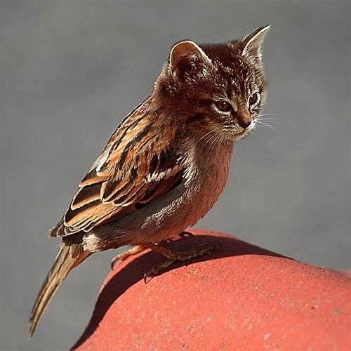 a small brown and white cat sitting on top of a red brick wall next to a bird