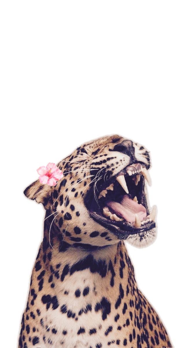 a leopard with its mouth open and it's tongue out