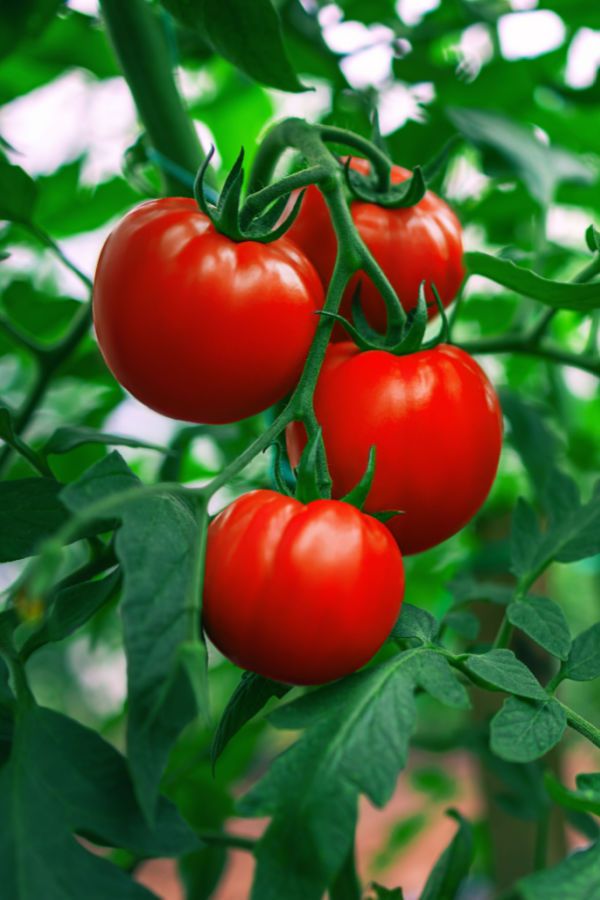 three red tomatoes hanging from the branch of a tomato tree