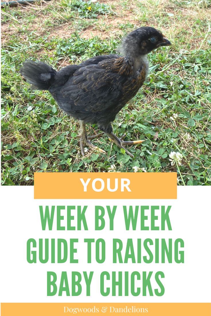 a baby chick exploring the yard Starting Chicks Raising Chickens, 1st Time Chicken Owner, New Chicken Owners, Chicken Fenced In Area, Chicken Growth Chart, How To Raise Chicks, Chicken Accessories Ideas, What To Feed Chicks By Age, Baby Chick Checklist